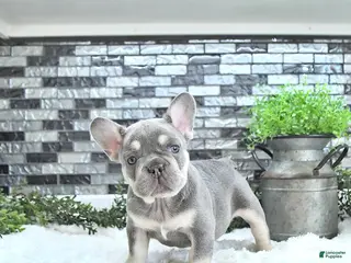 French Bulldog dogs Lance - Ad 7