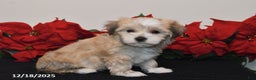 Havanese dogs for sale: Bentley - Ad 3