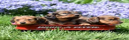 Miniature Dachshund dogs for sale: Hazel - Ad 7