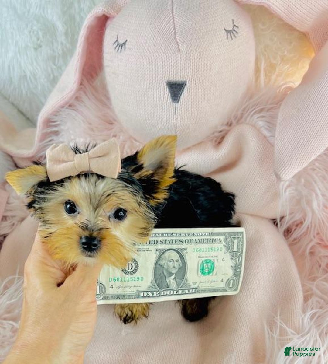 Yorkshire Terrier dogs for sale: Yorkshire Terrier Puppy 1 - Ad 3