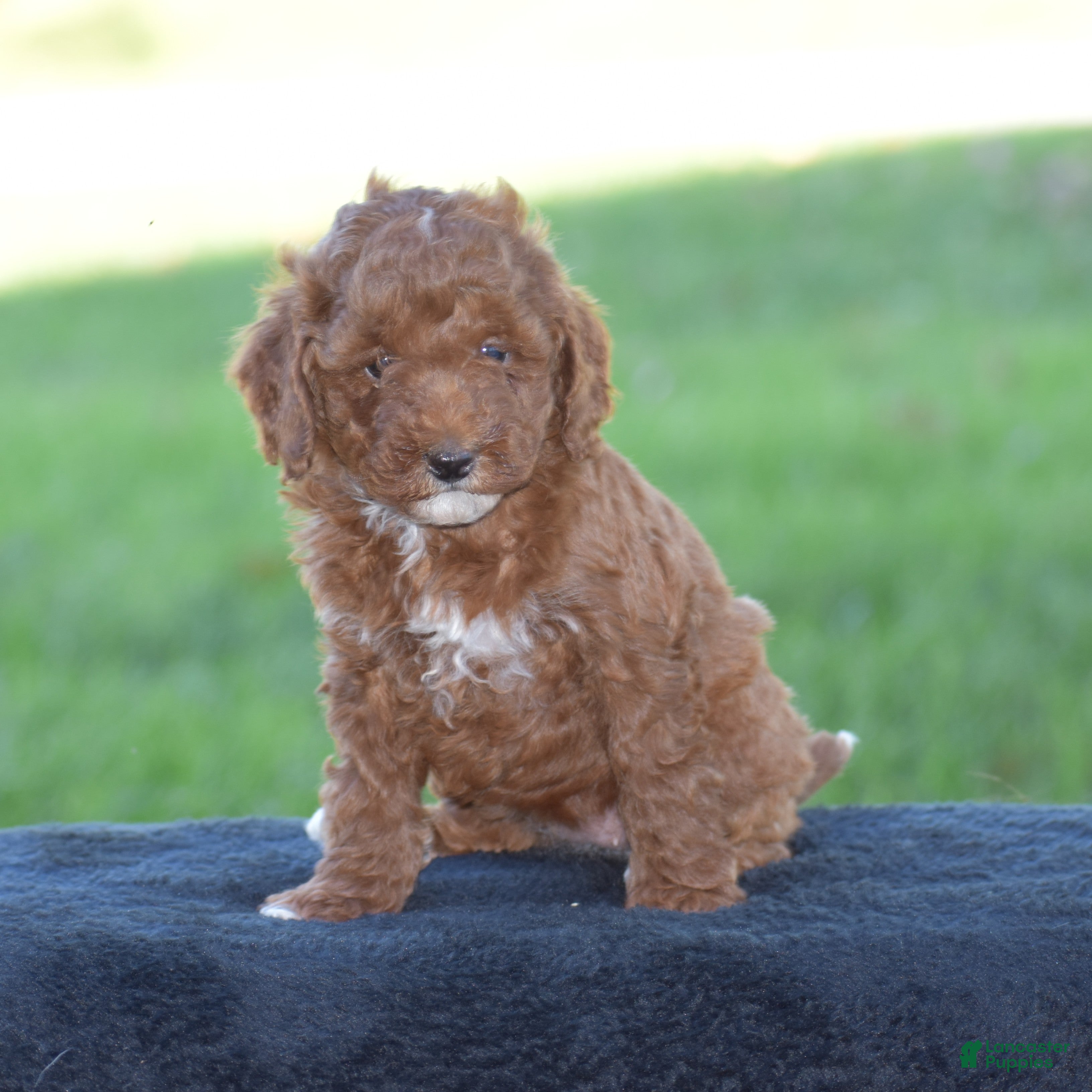 Miniature Poodle dogs for sale: Evlyn - Ad 1