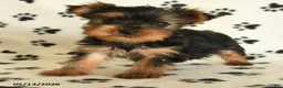 Yorkshire Terrier dogs for sale: Lila - Ad 3
