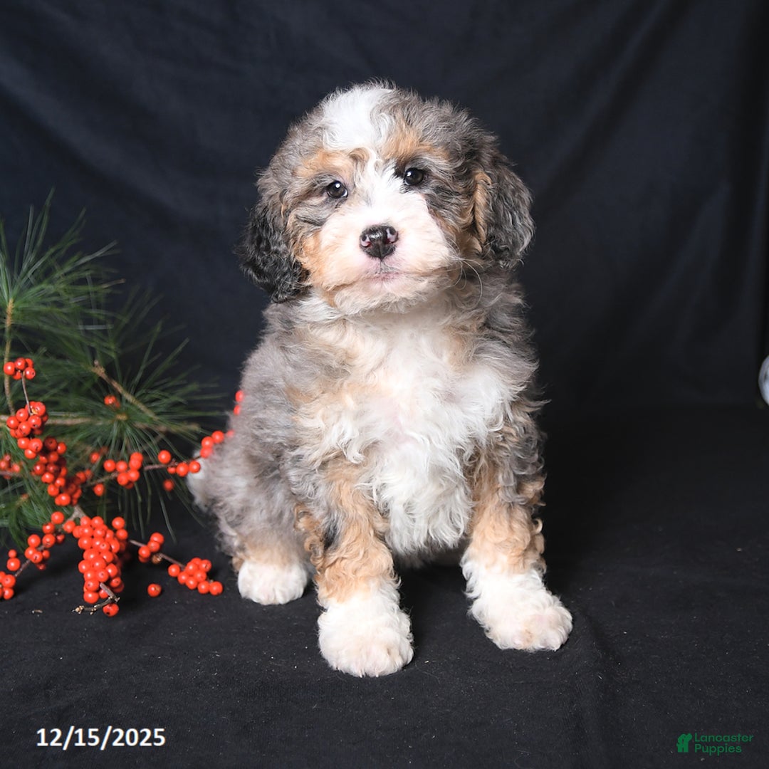 Bernedoodle dogs for sale: Carol  - Ad 1