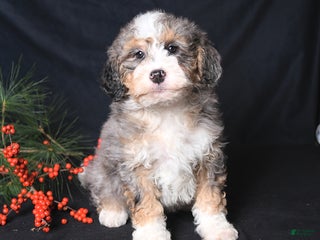 Bernedoodle dogs Carol - Ad 8