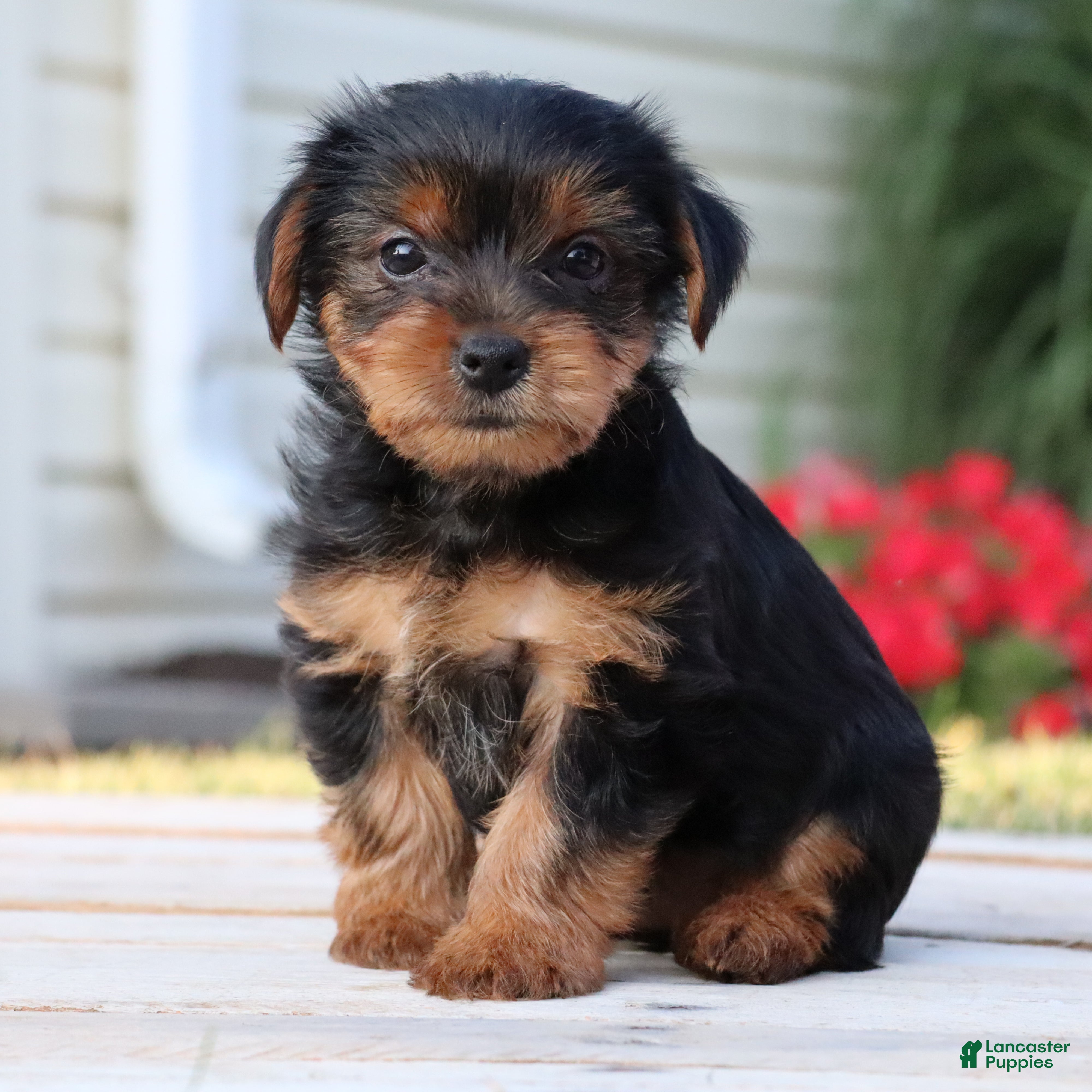 Yorkshire Terrier dogs Mocha  - Ad 2