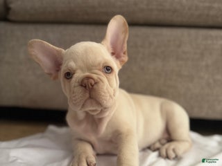 French Bulldog dogs - Ad 29