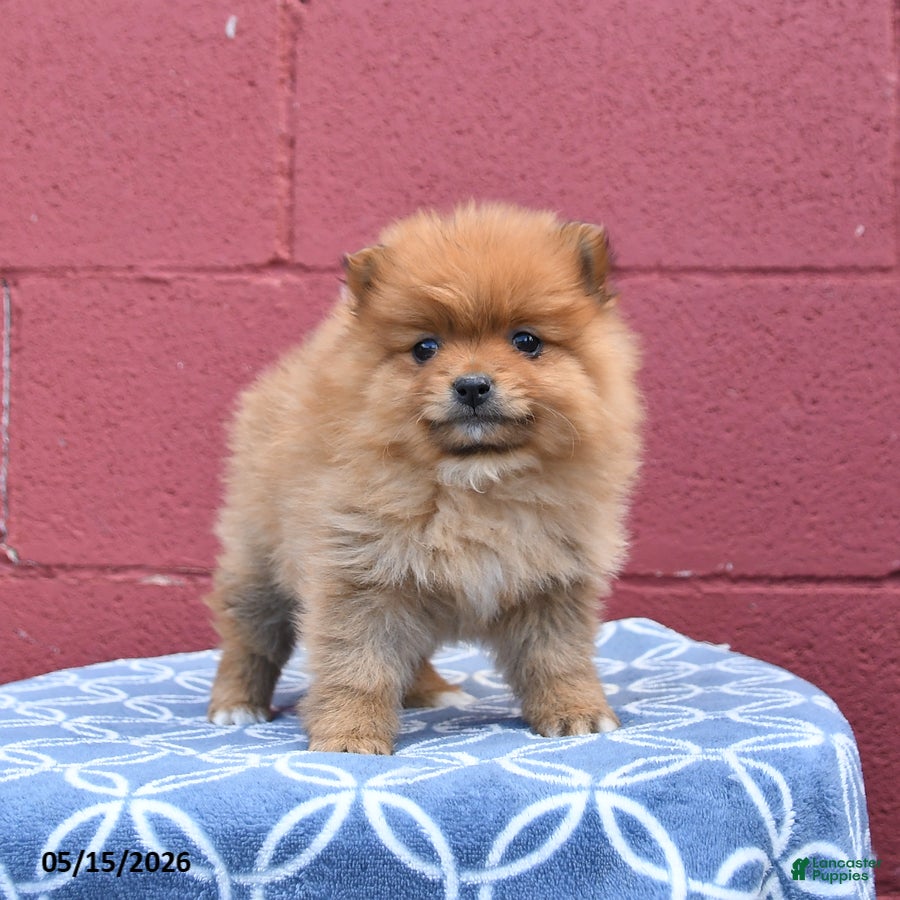 Pomeranian dogs for sale: Nellie - Ad 4