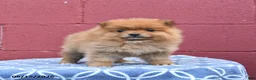 Pomeranian dogs for sale: Nellie - Ad 1