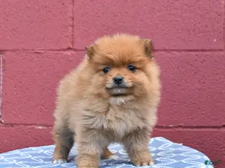 Pomeranian dogs for sale: Nellie - Ad 4