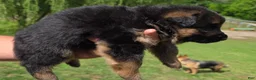 German Shepherd dogs for sale: German Shepherd Puppy 4 - Ad 2