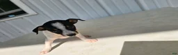 Chihuahua dogs for sale: Scrappy - Ad 3