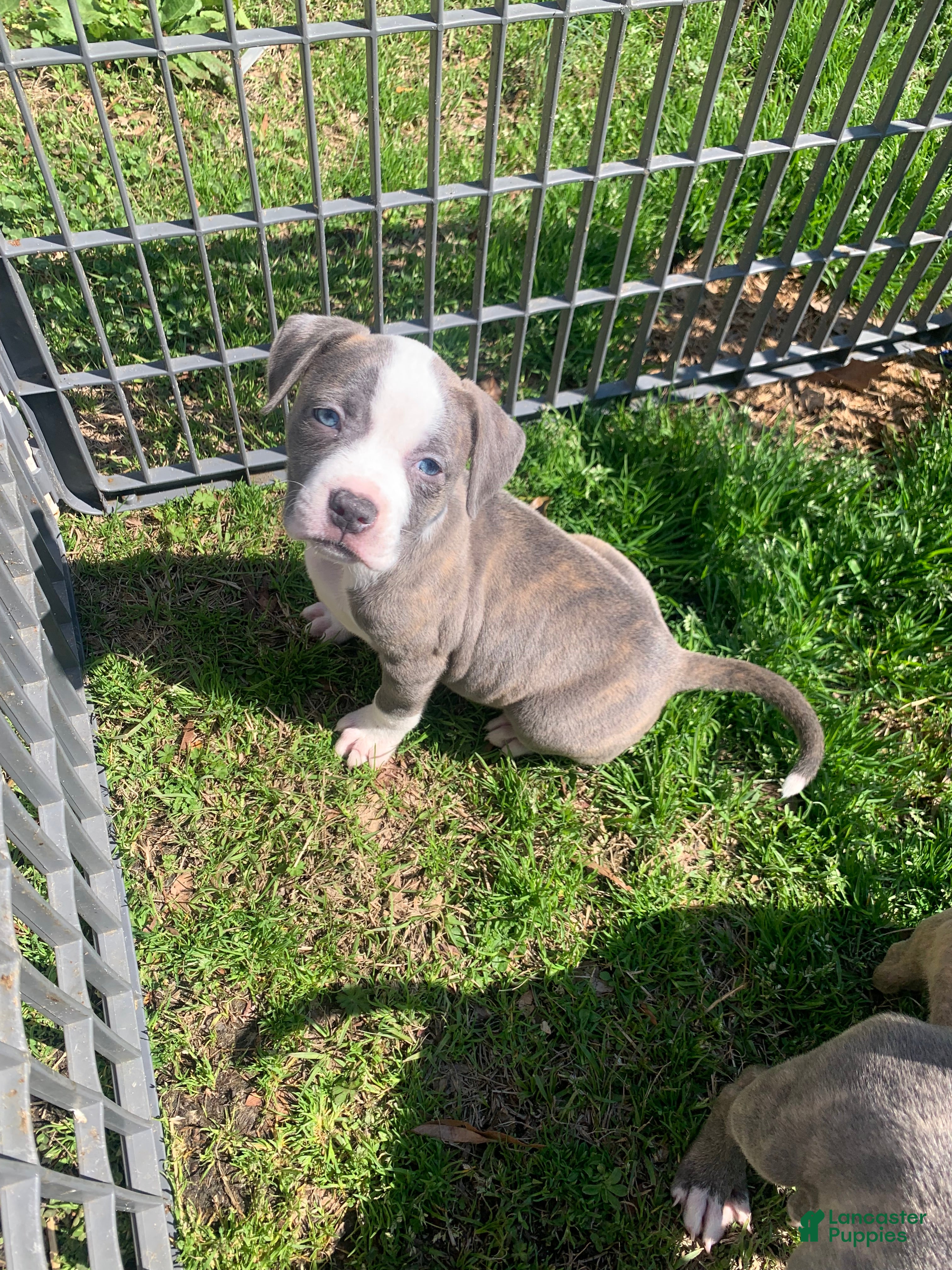 American Pit Bull Terrier dogs American Pit Bull Terrier Puppy 2 - Ad 1