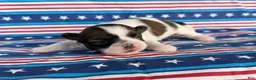 Shih Tzu dogs for sale: Queenie Shih Tzu  - Ad 6