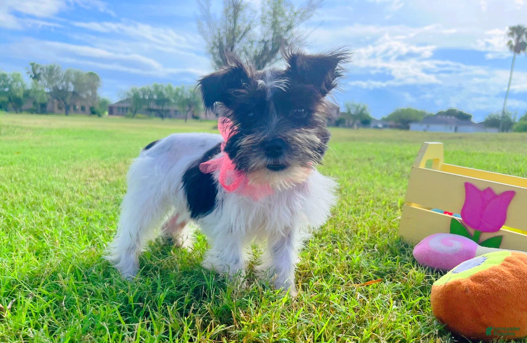 Miniature Schnauzer dogs for sale: Miniature Schnauzer Luna   - Ad 2