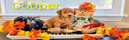 Mini Goldendoodle dogs for sale: Cooper  - Ad 4