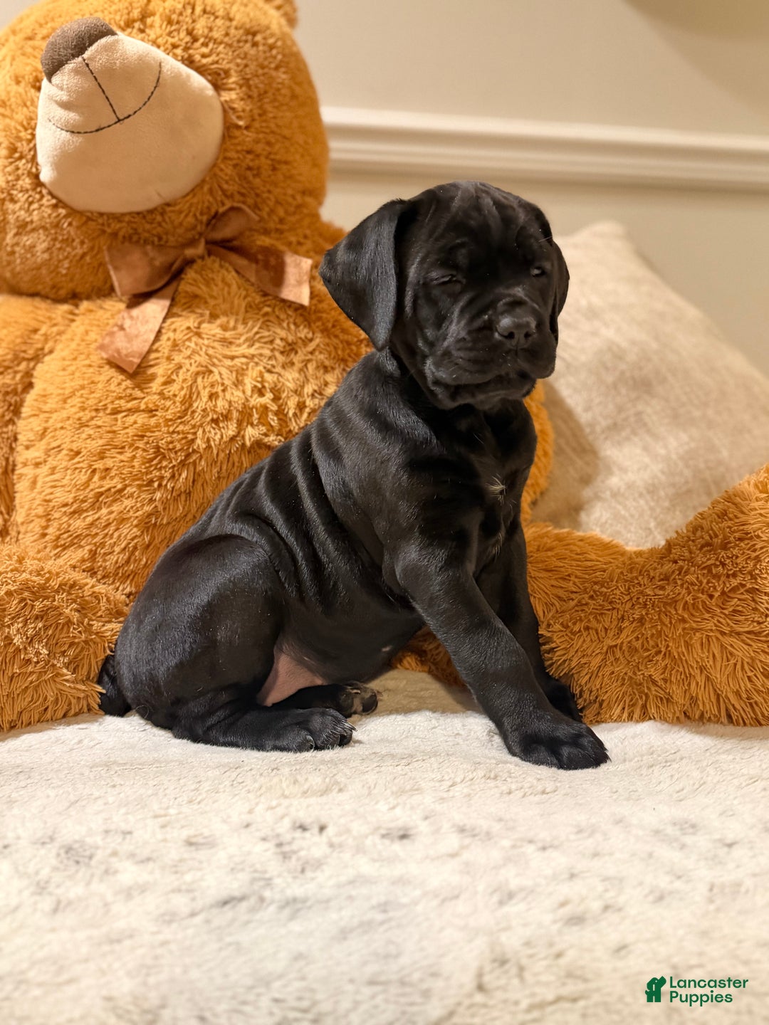 Cane Corso dogs for sale: Sweet Pea - Ad 1