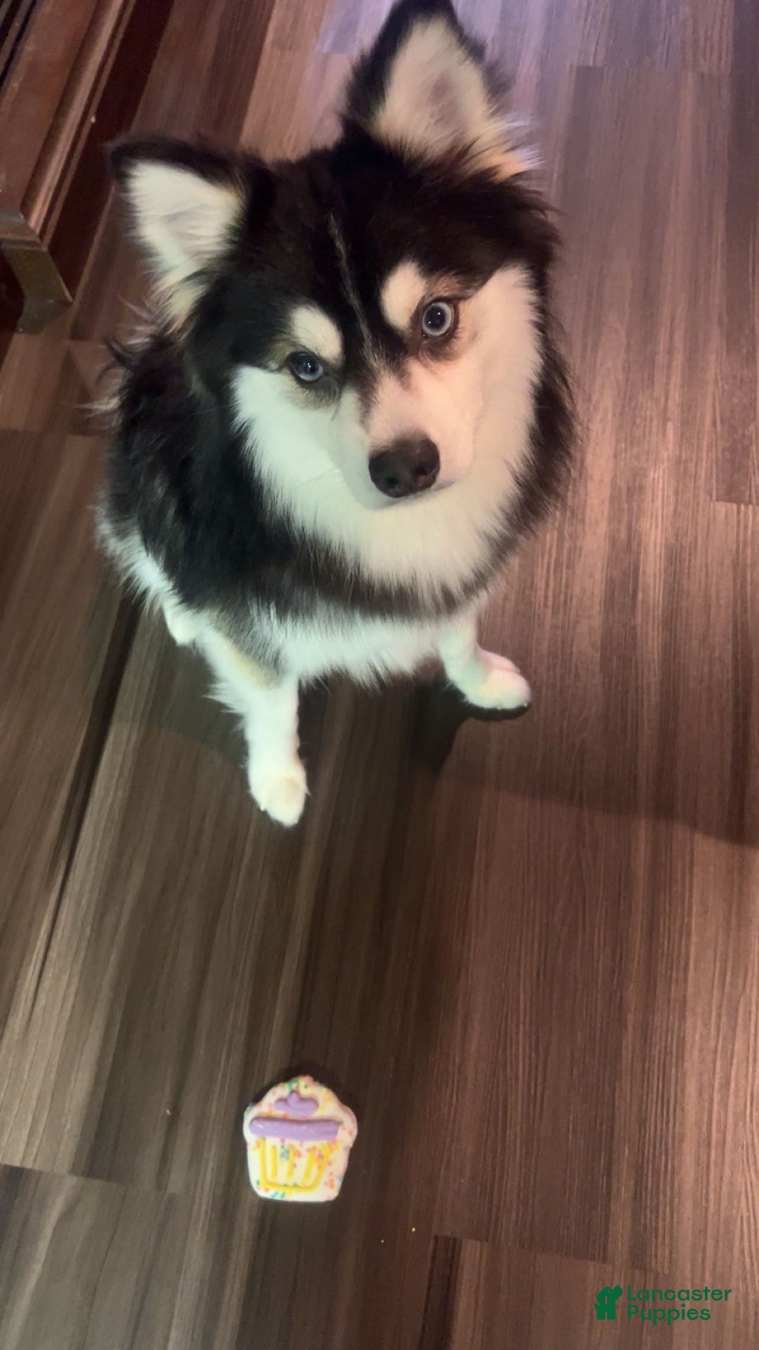 Pomsky dogs for sale: Tiny - Ad 10