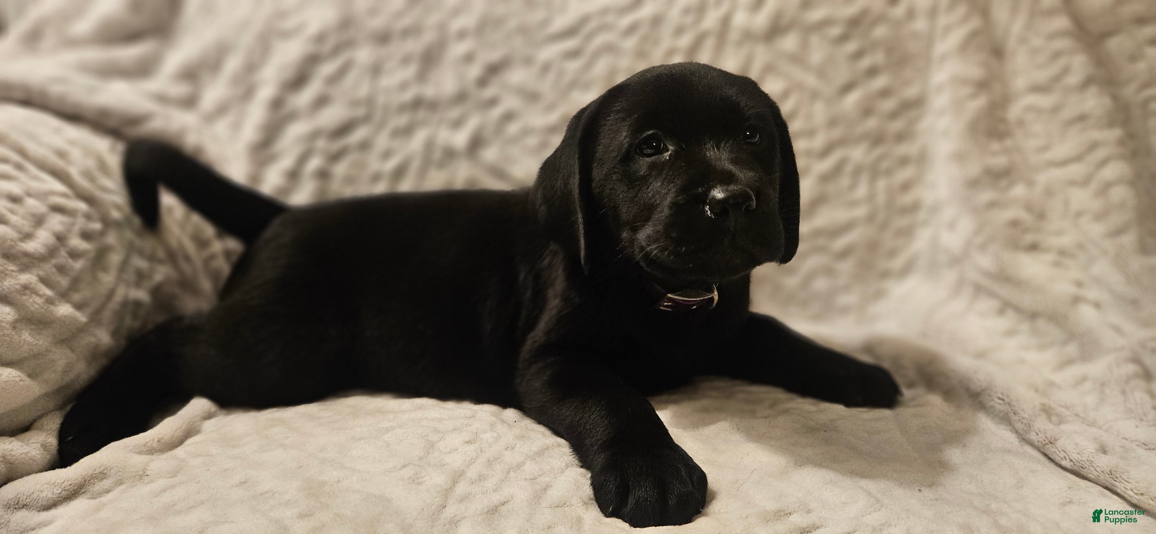 Labrador Retriever dogs Haven  - Ad 5