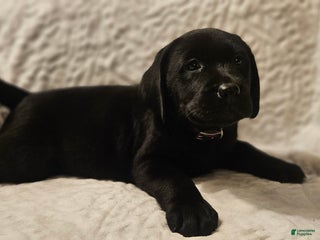 Labrador Retriever dogs Haven - Ad 29