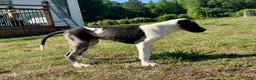 Great Dane dogs for sale: Harlequin  - Ad 4