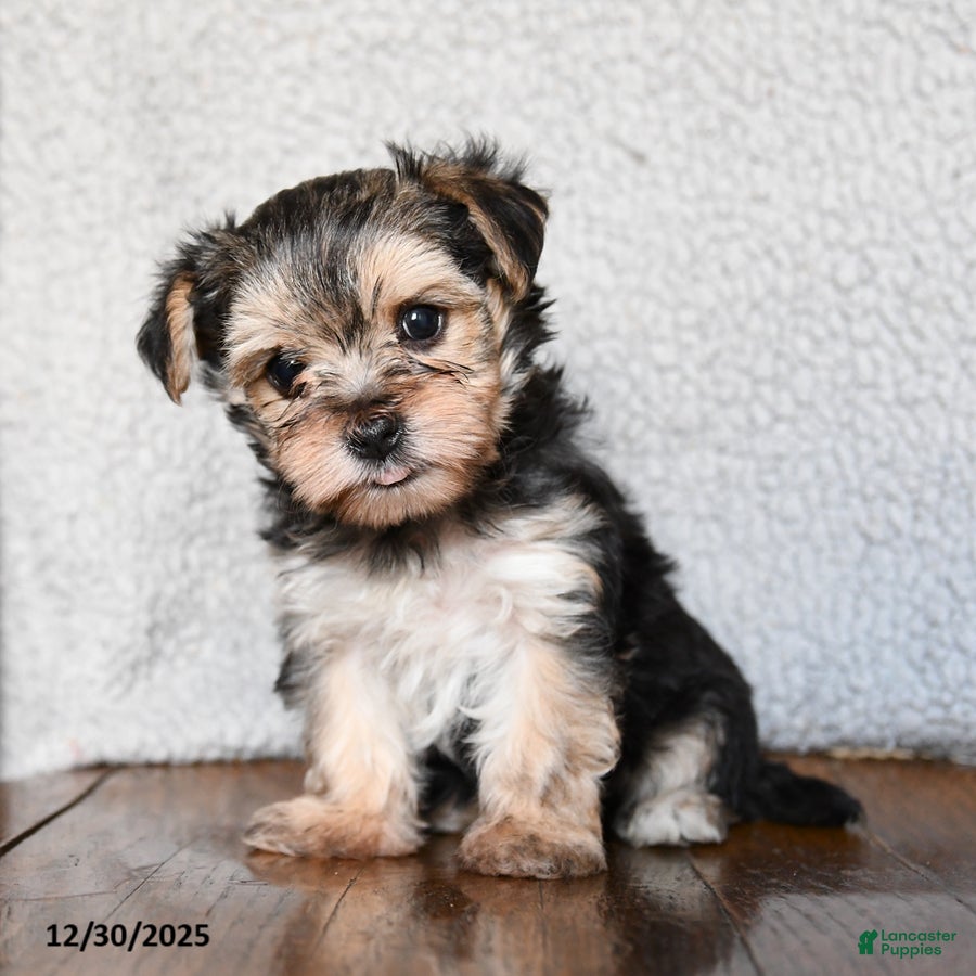 Morkie dogs Teeny - Ad 2