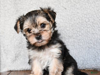 Morkie dogs Teeny - Ad 2