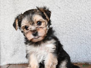 Morkie dogs Teeny - Ad 9
