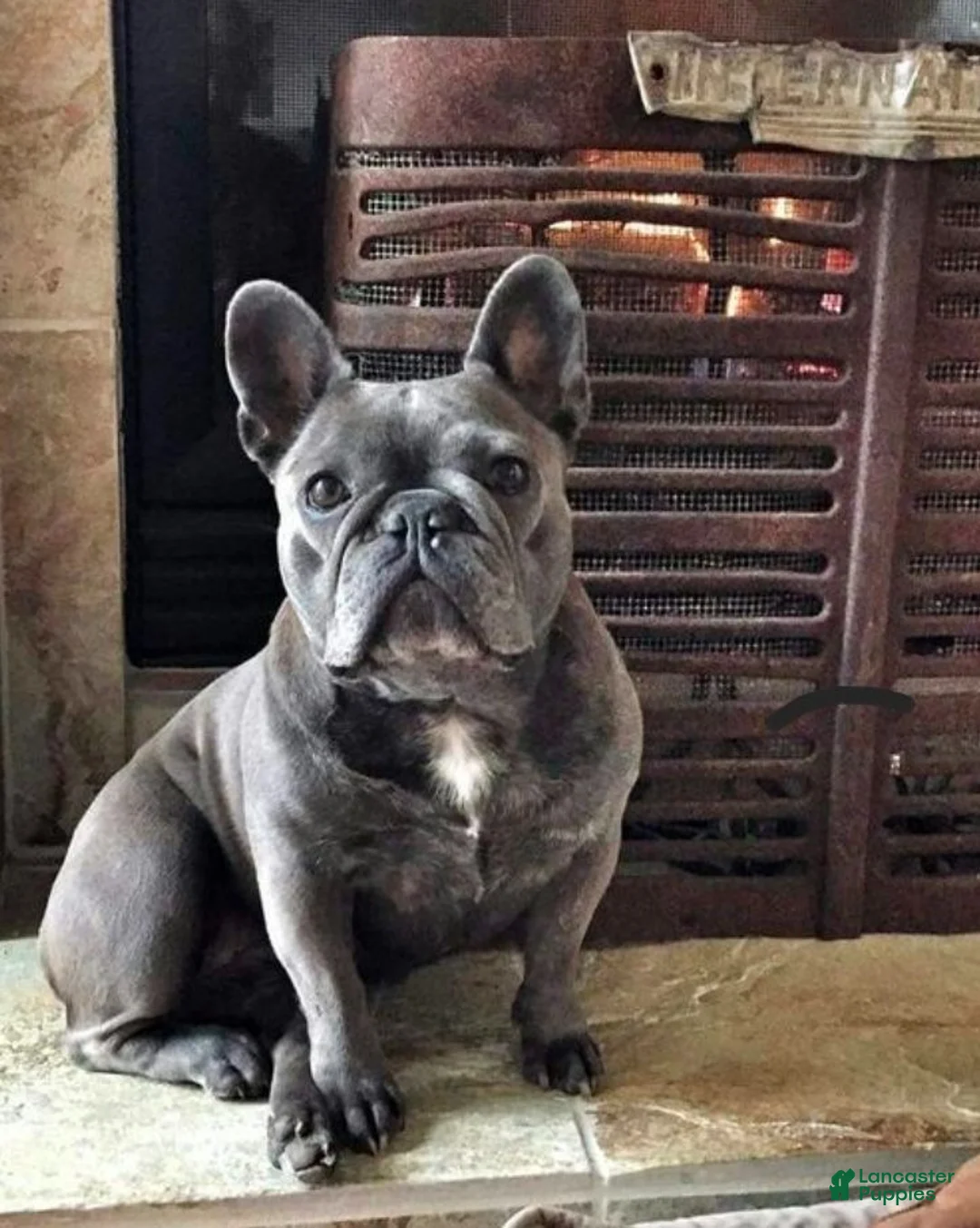 French Bulldog dogs for sale: French Bulldog 1 - Ad 3