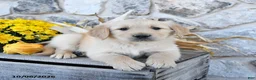 Golden Retriever dogs for sale: Buster - Ad 4