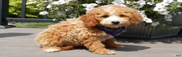 Mini Goldendoodle dogs for sale: Brody - Ad 8