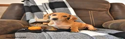 Miniature Dachshund dogs for sale: Timber - Ad 3