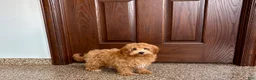 Havapoo dogs for sale: Havapoo Puppy 3 - Ad 5