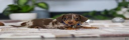 Miniature Dachshund dogs for sale: Rudolph - Ad 6