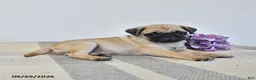 Pug dogs for sale: Leo - Ad 3