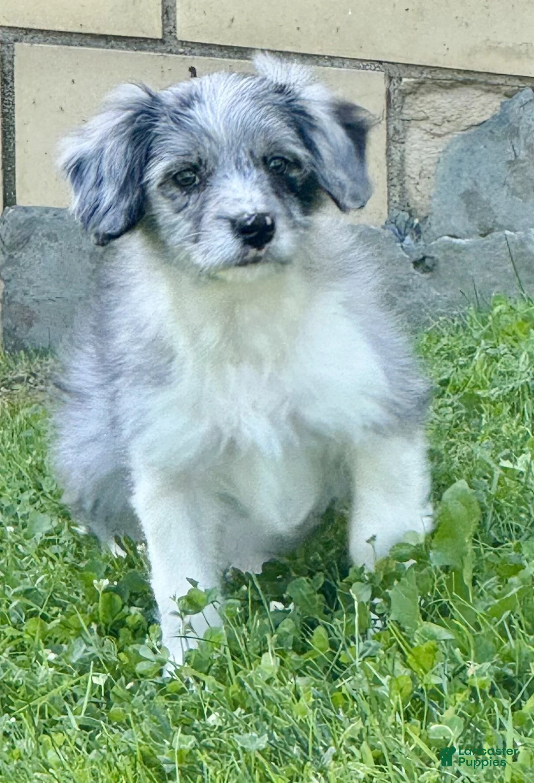 Mini Aussiedoodle dogs for sale: Cloe - Ad 2