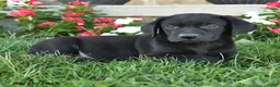 Labrador Retriever dogs for sale: Grahm - Ad 3