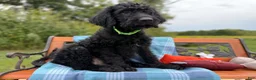 Labradoodle dogs for sale: Jan (Girl) - Ad 4