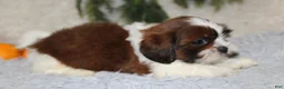 Shih Tzu dogs for sale: Shih Tzu 3 - Ad 3