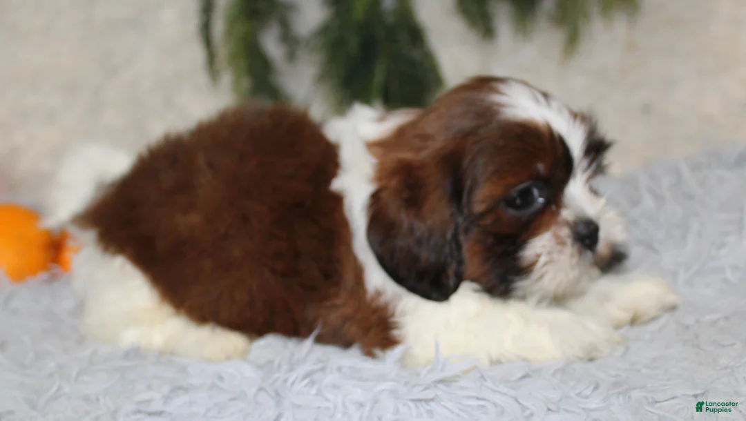 Shih Tzu dogs for sale: Shih Tzu 3 - Ad 3