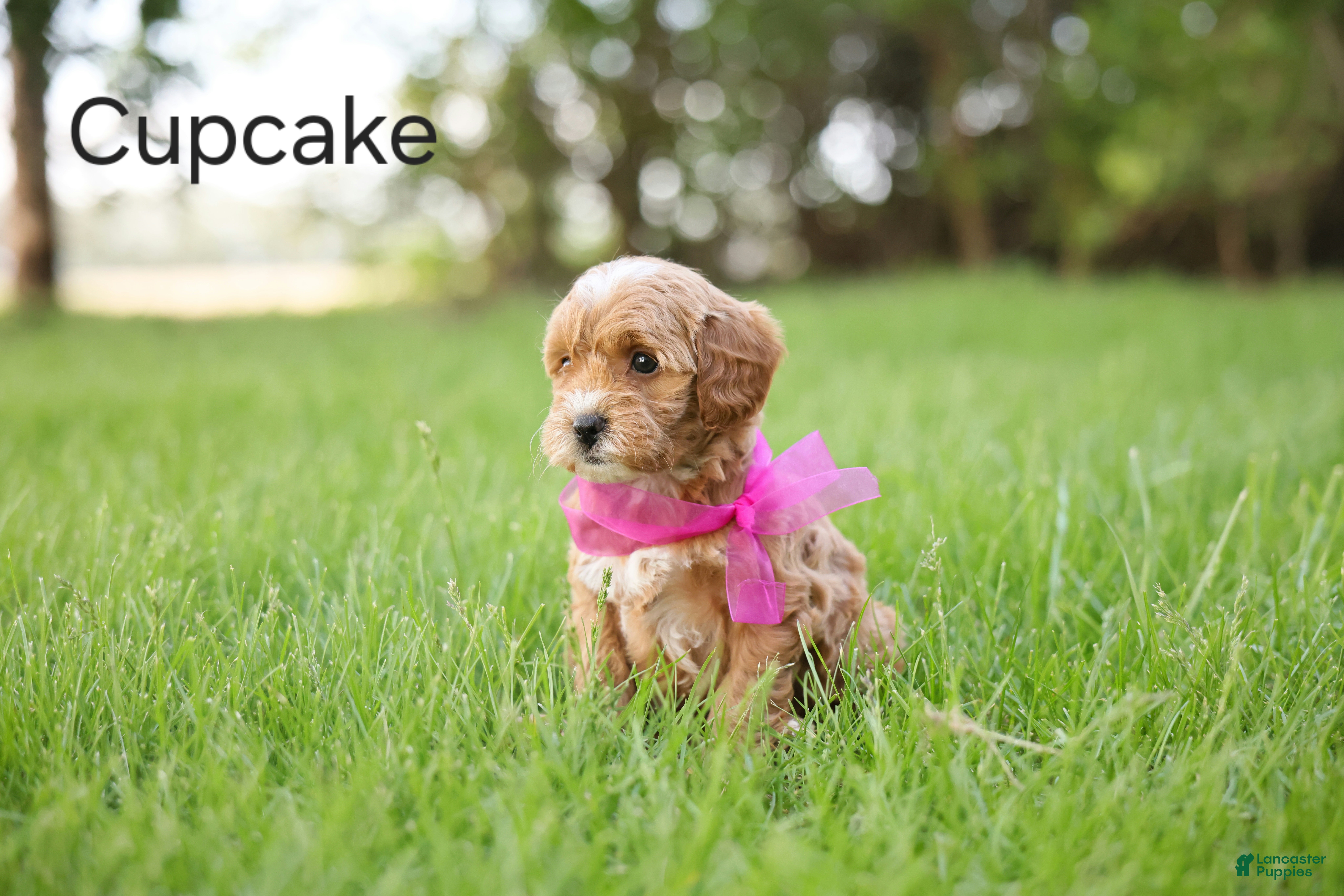 Goldendoodle dogs Cupcake - Ad 2