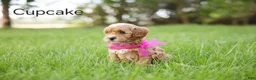 Goldendoodle dogs for sale: Cupcake - Ad 2