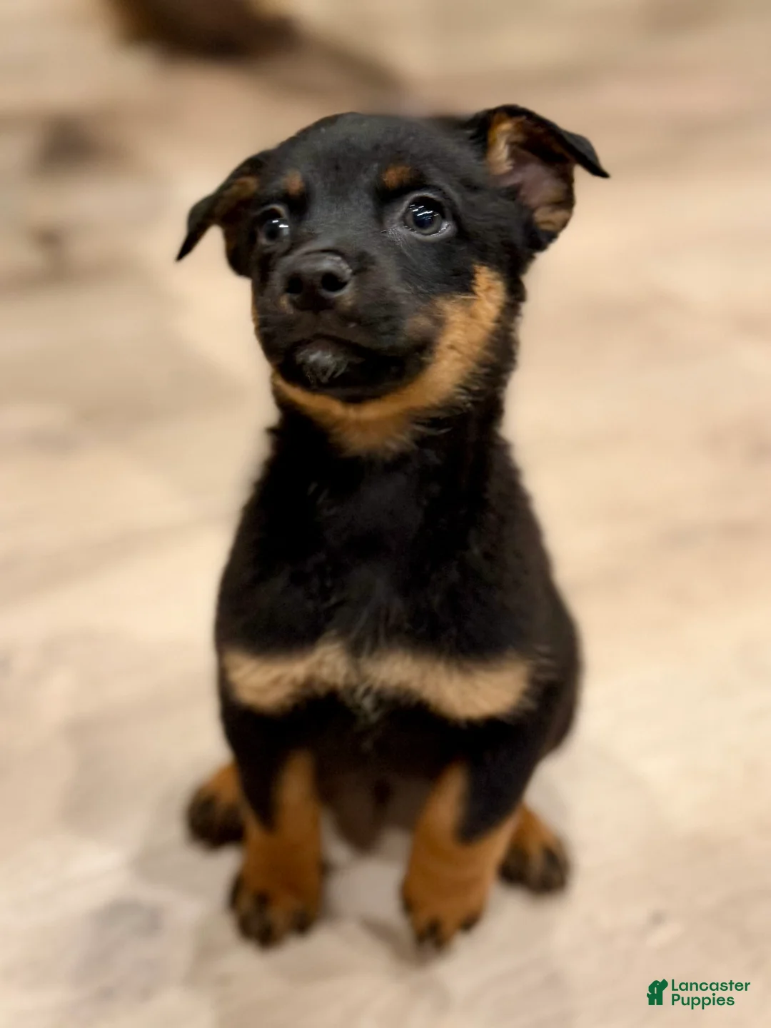 Mixed Breed dogs for sale: boy 5 Mr. Bean - Ad 2