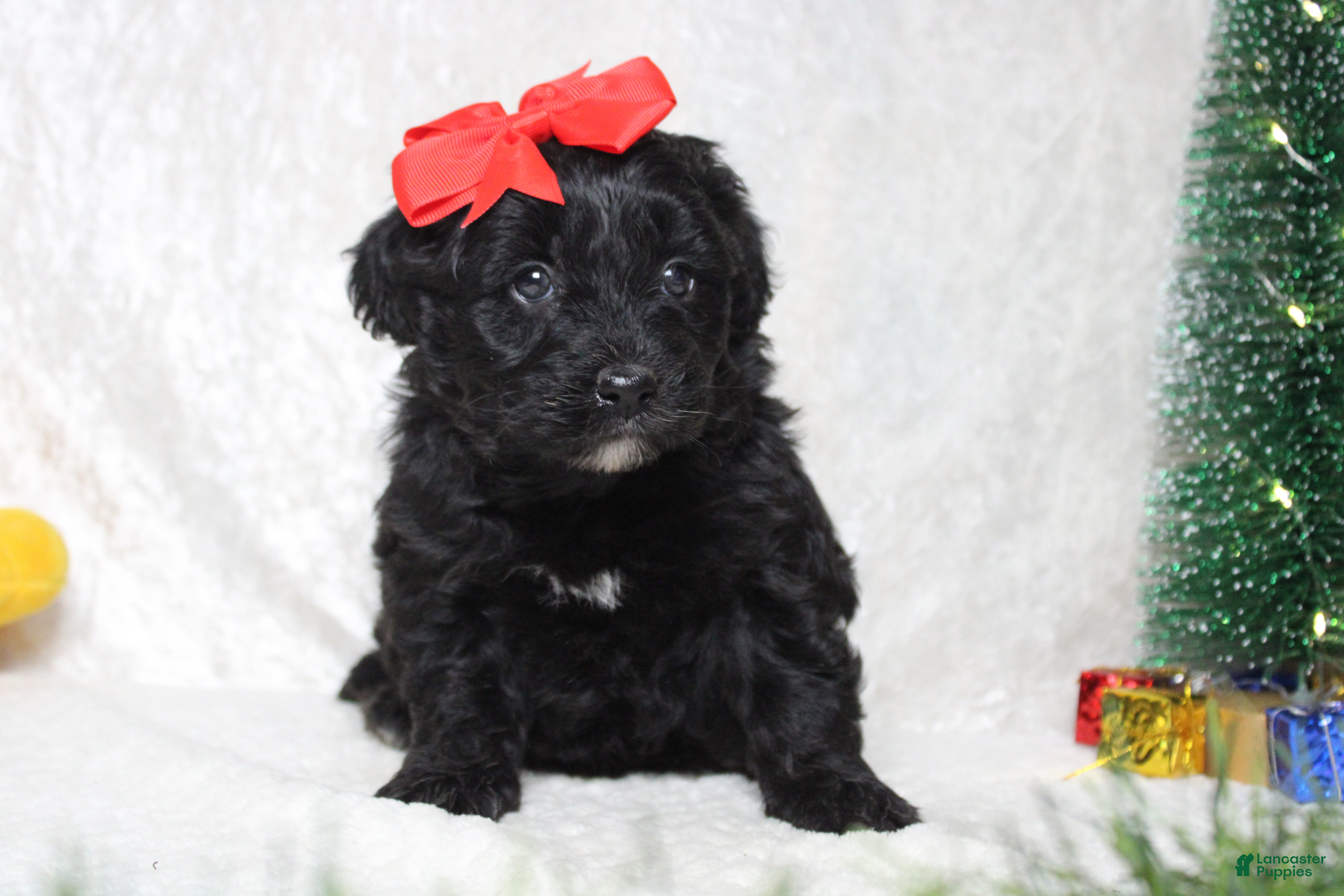 Aussiedoodle dogs Annika - Ad 20