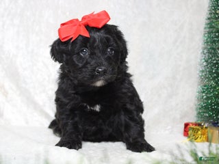 Aussiedoodle dogs Annika - Ad 8
