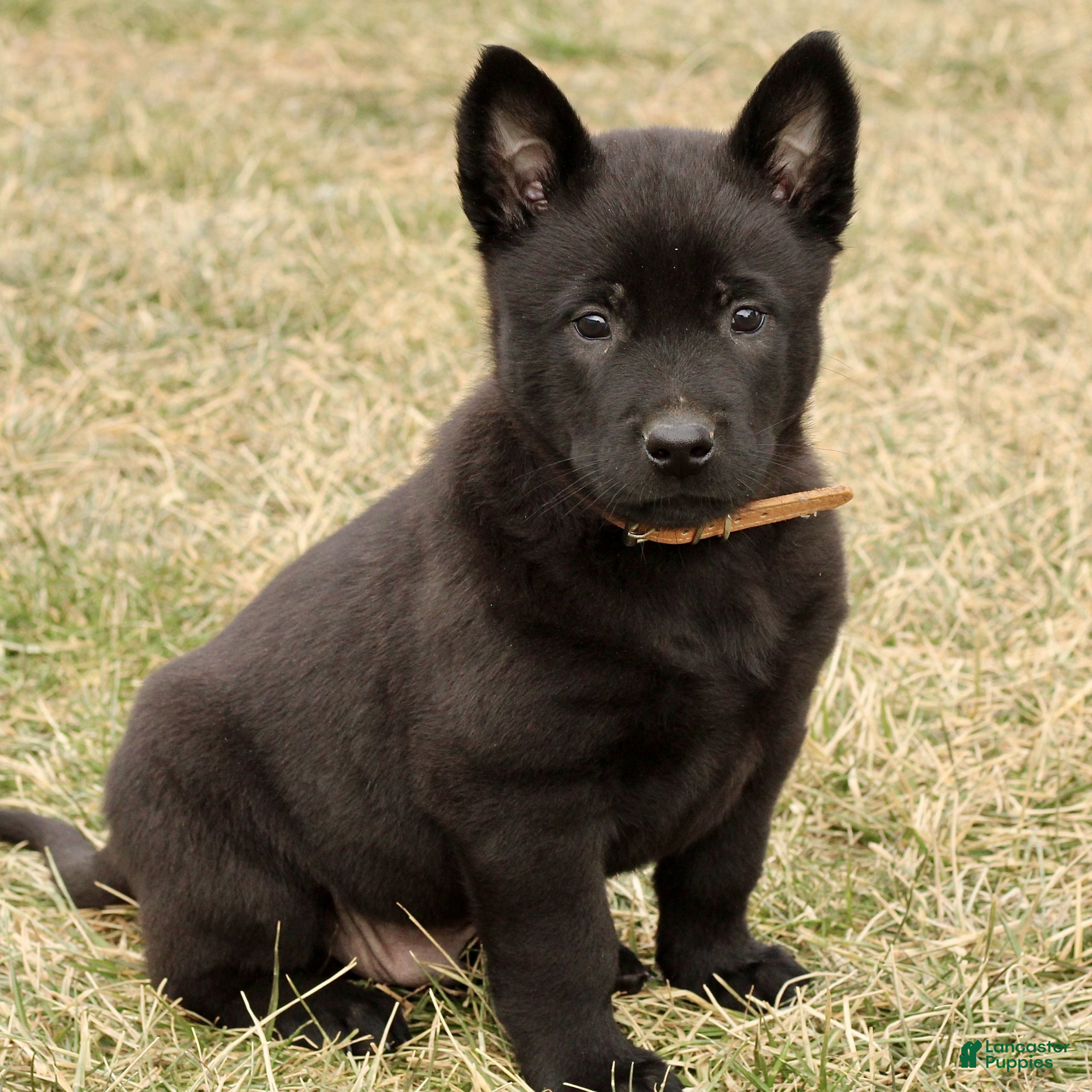 Belgian Malinois dogs Asher - Ad 20