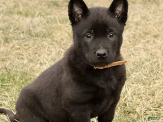 Belgian Malinois dogs Asher - Ad 11