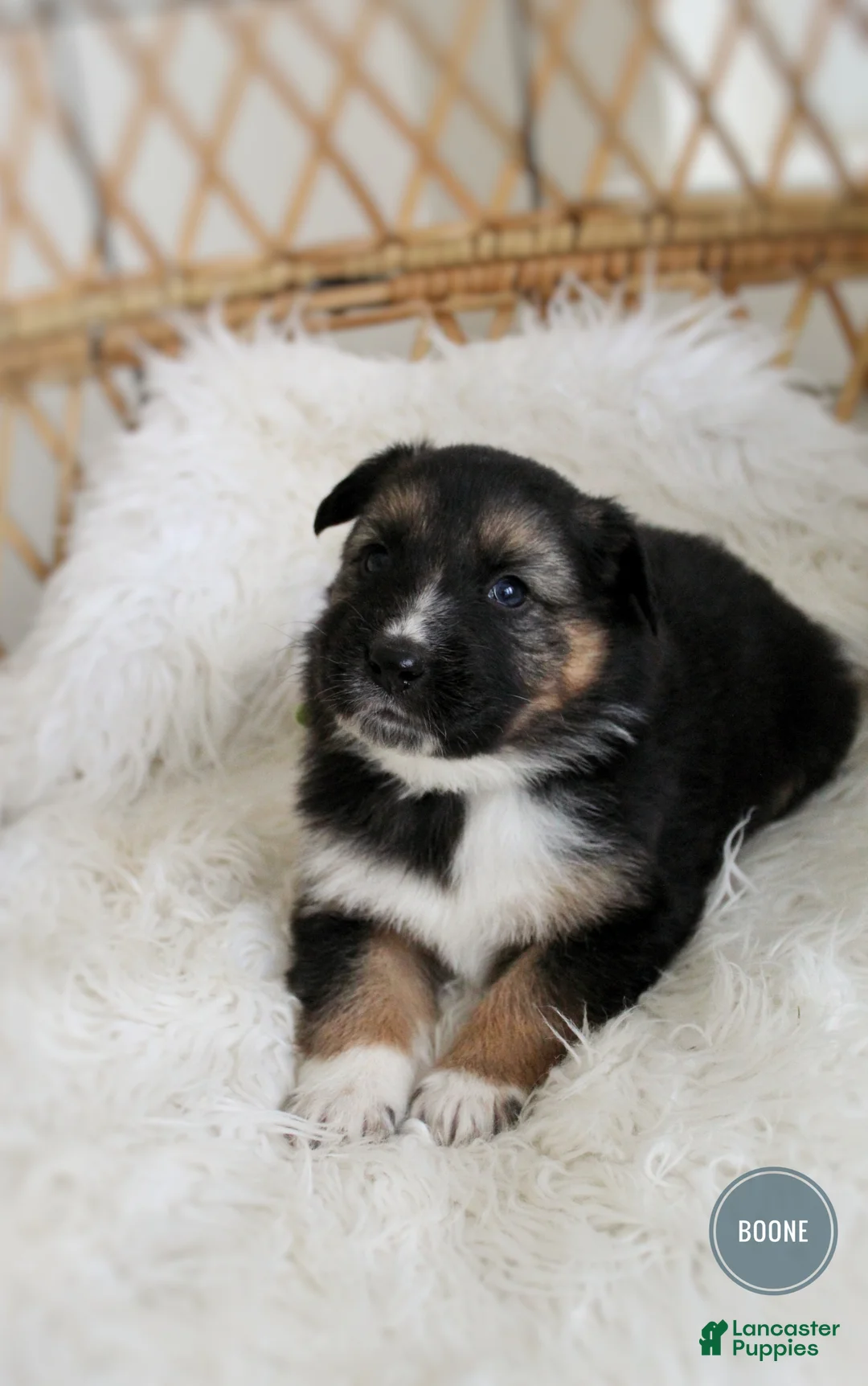 Mixed Breed dogs for sale: Boone  - Ad 5