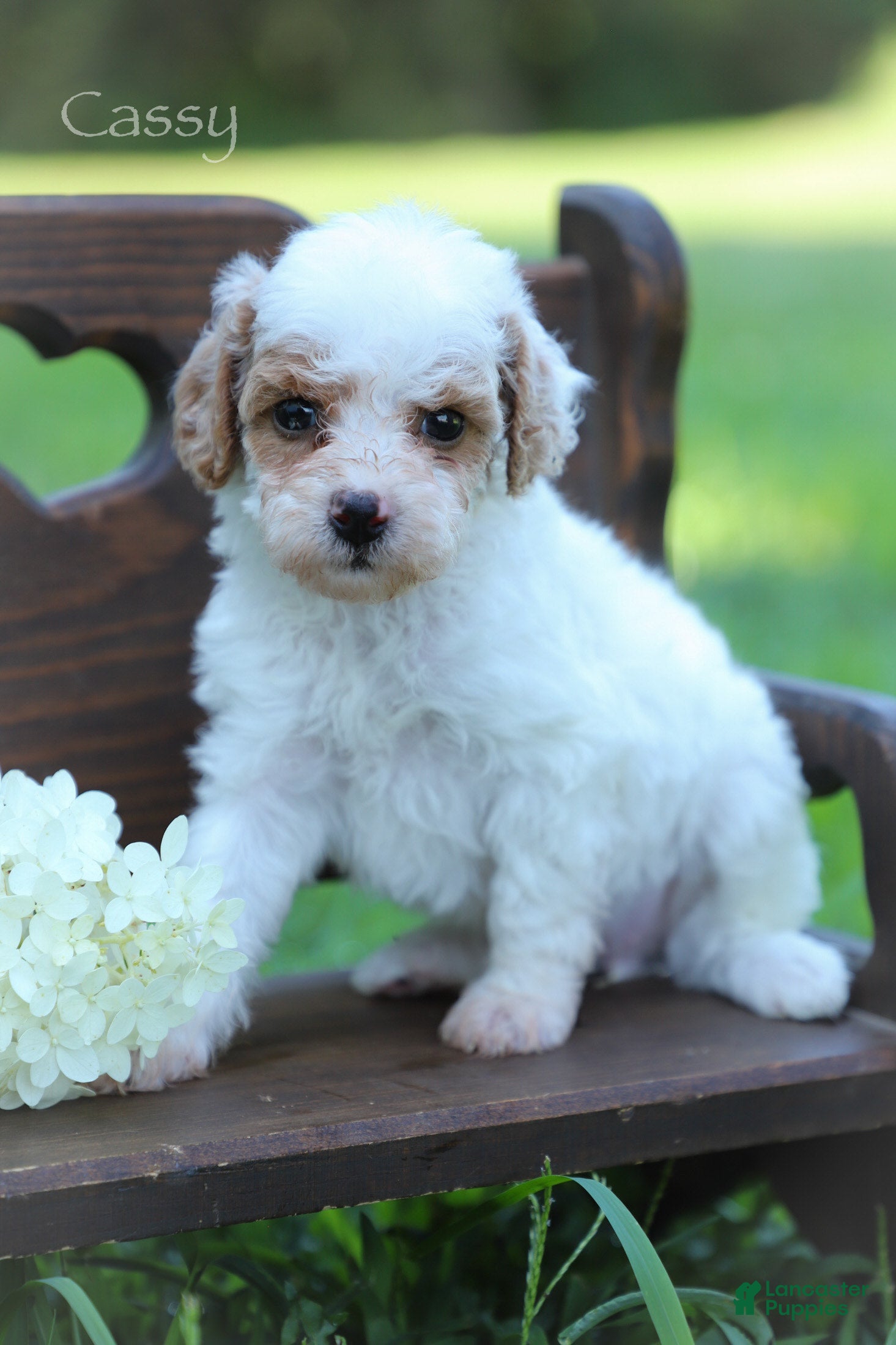 Miniature Poodle dogs Cassy - Ad 2