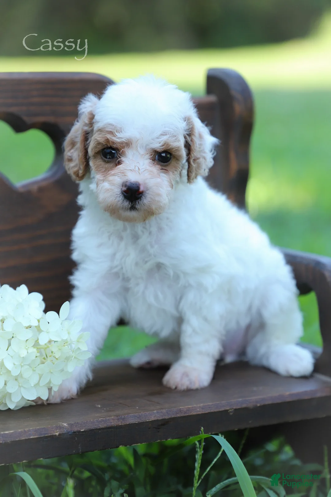 Miniature Poodle dogs for sale: Cassy - Ad 2