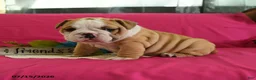 English Bulldog dogs for sale: Yvett - Ad 10